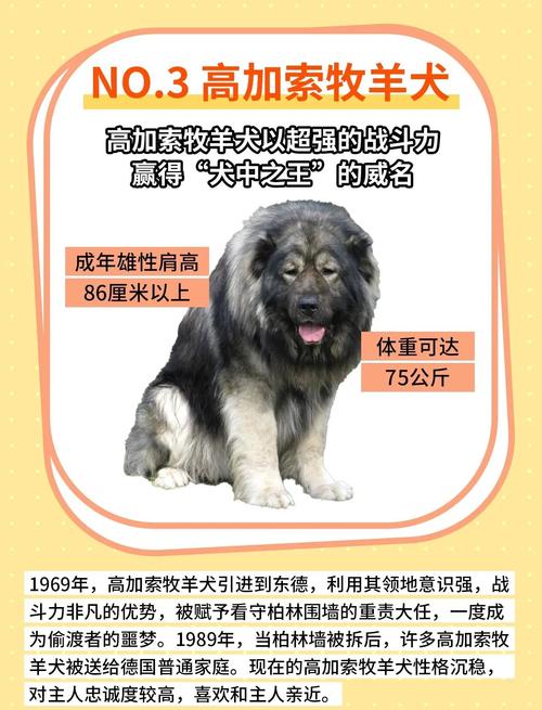 哪些品种的狗狗看起来比较威风?