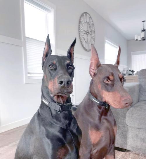 大体型狗狗品种有哪些