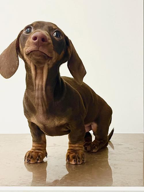 新手适合养什么狗狗大型