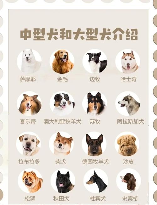 大型狗狗都有什么品种