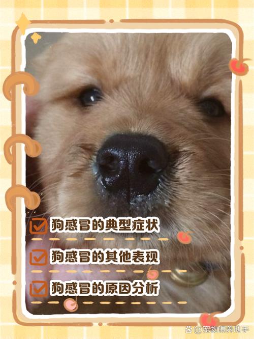 2个月狗狗感冒能自愈吗