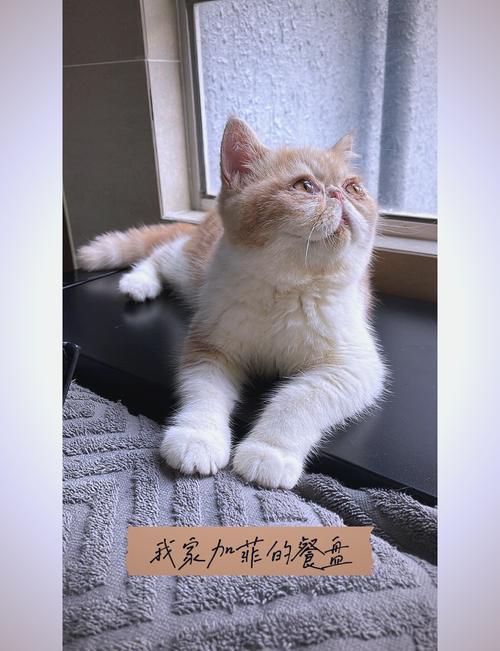 我家公猫都七个月了都没发腮,请问,七个月银渐层吃什么发腮,七个月...