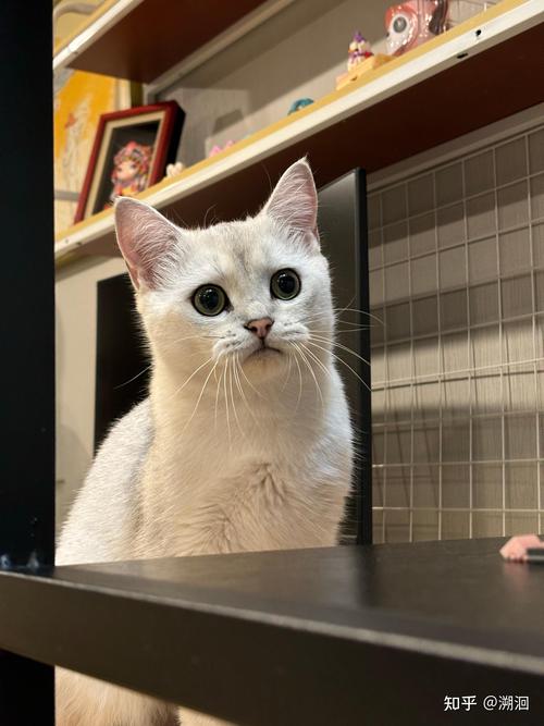 请问,狸花猫会发腮吗,怎么把狸花猫养发腮