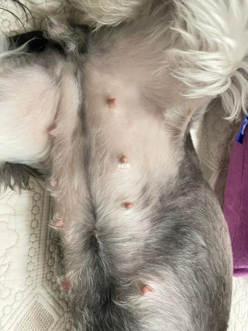 雪纳瑞怀孕30天肚子什么样?