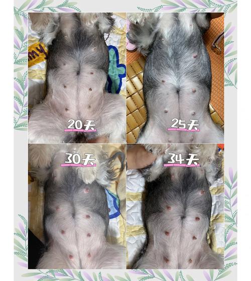 狗狗怀孕多久才会有胎动