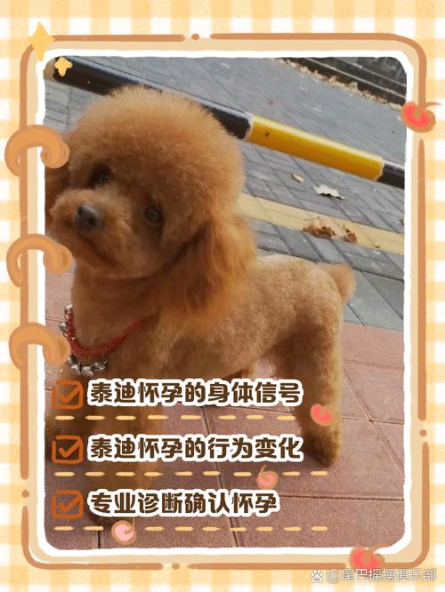 泰迪狗狗怀孕50天了怎么摸肚子没有奶狗呢