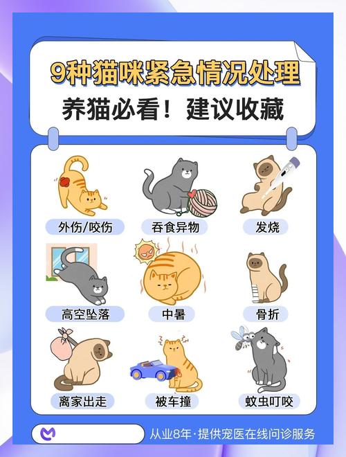 猫胀气怎么把气排出去