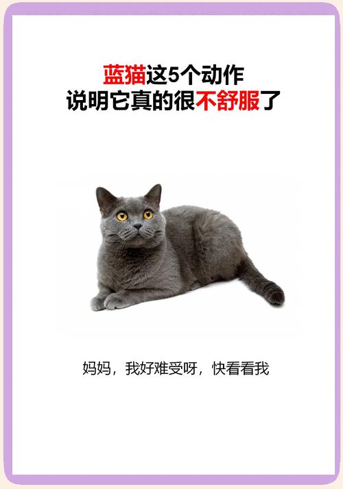 猫咪吃太多肚子胀气怎么办?