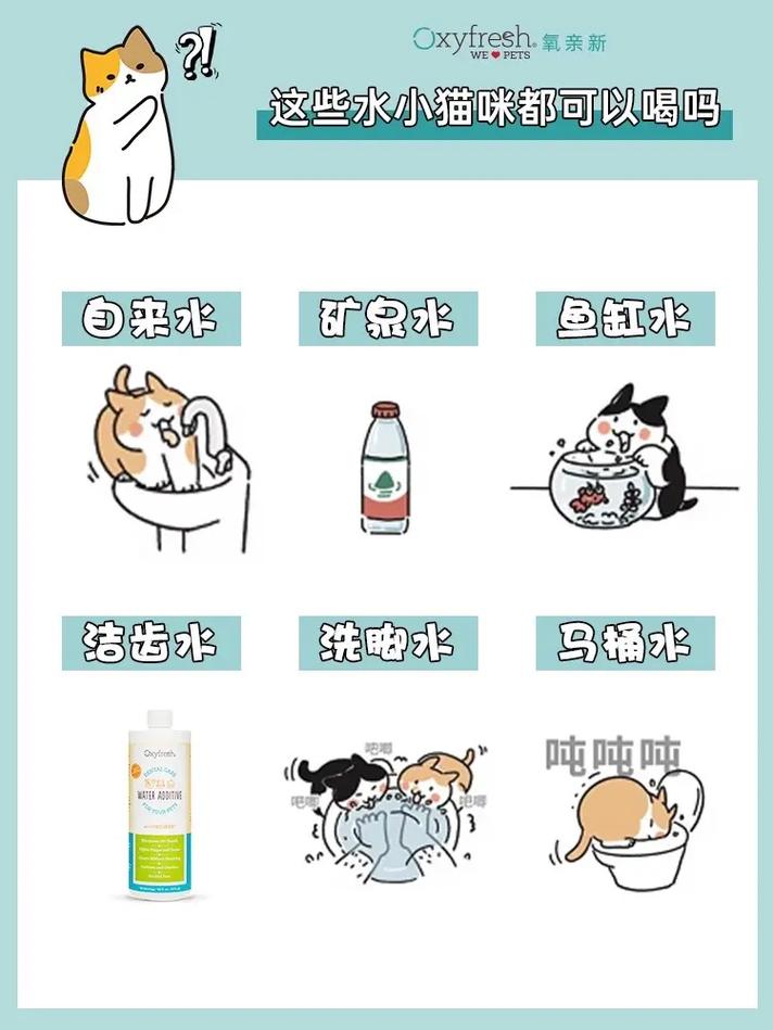 猫咪能喝自来水吗