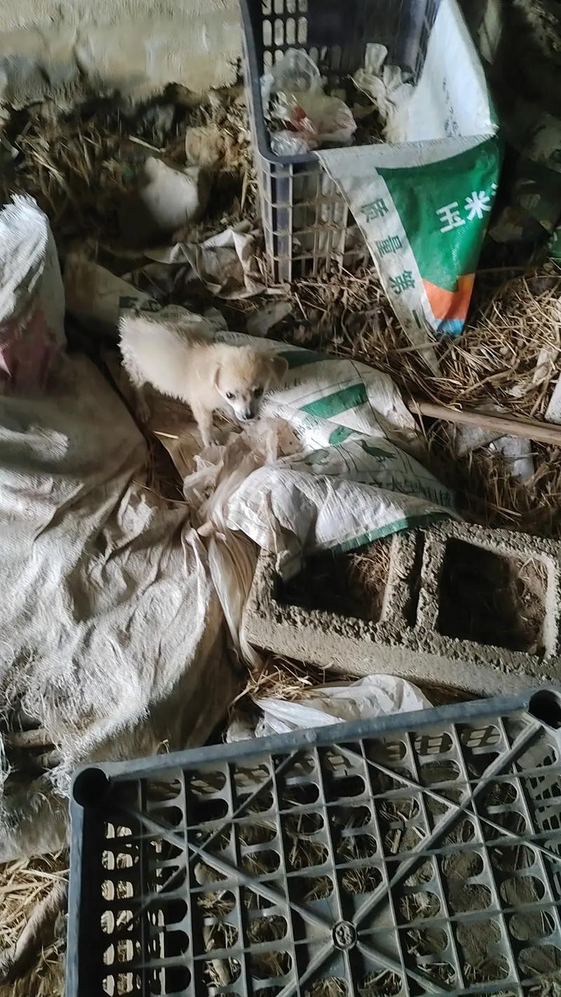 韵达快递可以寄宠物狗吗现在