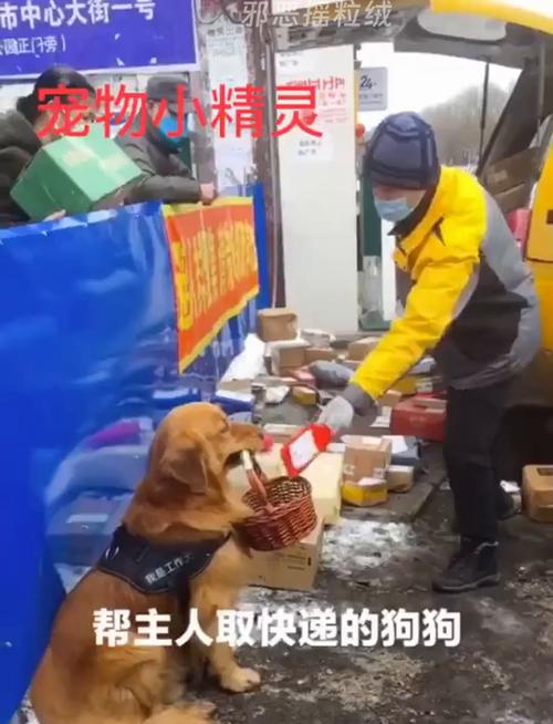 哪家快递公司可以托运狗狗?