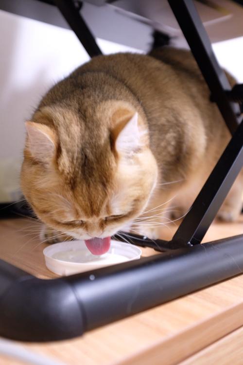 猫咪喝酸奶的好处