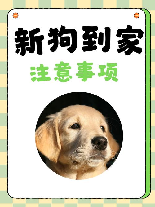 狗到新家多久适应