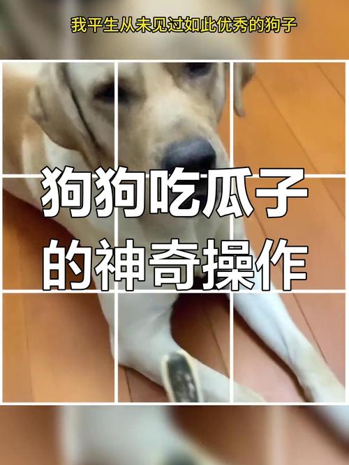 狗狗吃茭白皮为什么