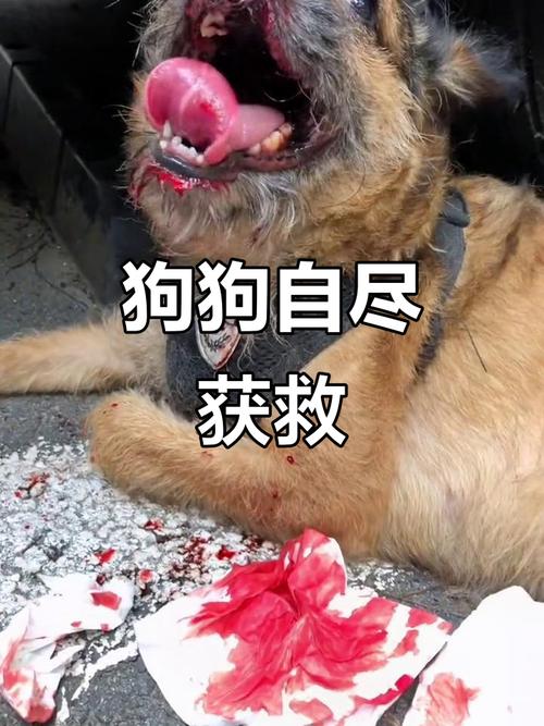 小狗舌头破了流血怎么办