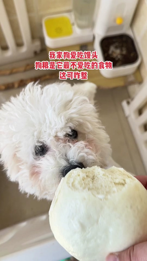 四个月萨摩吃了三个小豆沙包有没有事啊,我