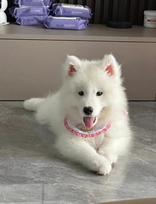 狗狗可以吃豆沙包吗