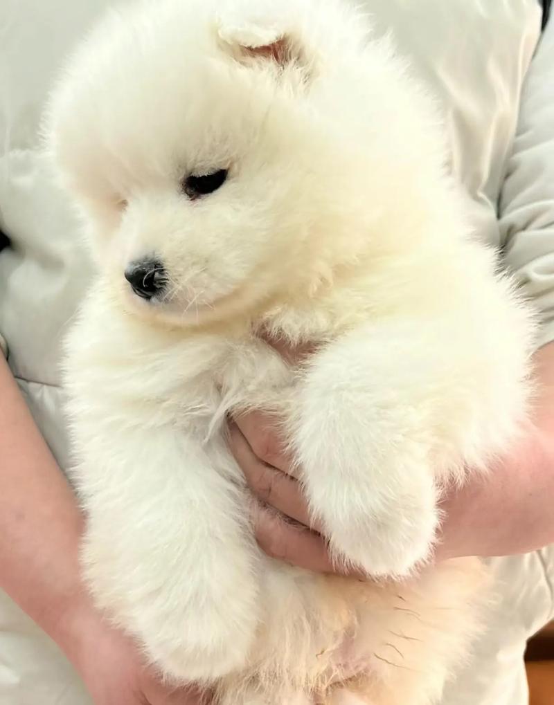 狗能吃豆沙包吗