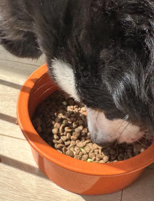 我家狗狗5,6个月,一直都是吃狗粮,昨天吃了点乌鸡肉,鸡肉上还有一点鸡皮...