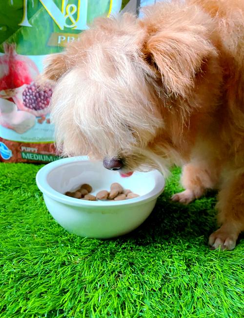 亲们。五个月的萨摩耶能吃乌骨鸡吗