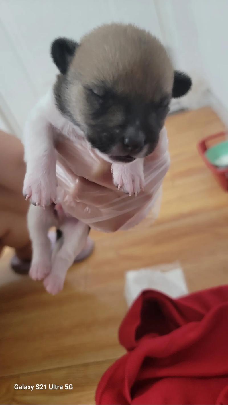 刚出生两天的小奶狗,体弱,不会吸奶,我用羊奶粉能不能养活