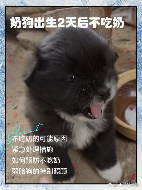 狗狗喝羊奶粉的好处和坏处