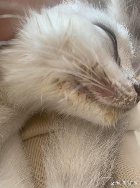 猫咪胡子掉了什么原因