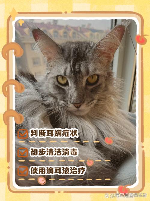 缅因和布偶的串好养吗