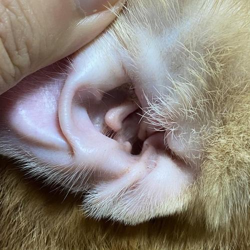 为什么在卧室种植植物不好,都有哪些危害?