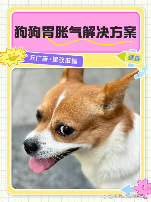 如何排除狗狗肚子里的气体