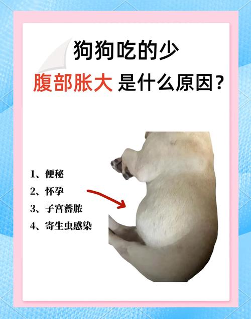 狗怎么判断是否胀气