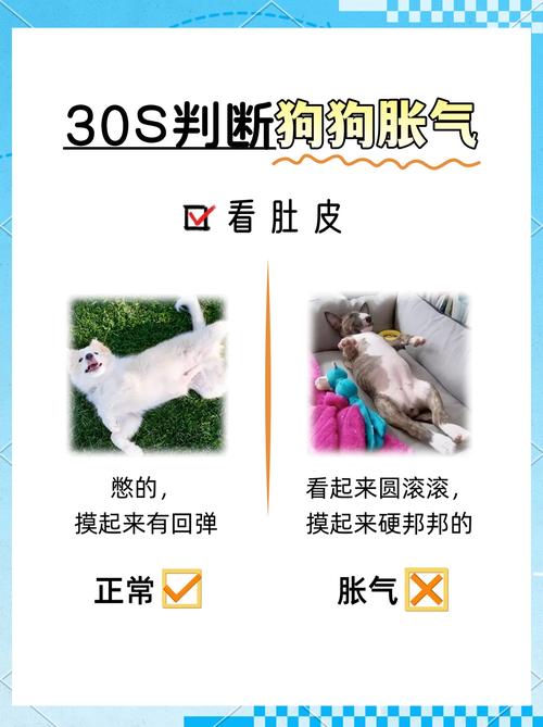 ...犬瘟。医生说是肠胃炎,要怎么吃药,肚子胀气要怎么办?