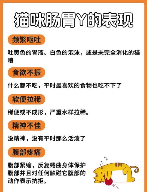 猫咪吐黄水吐猫粮是怎么回事