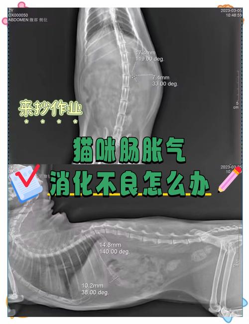 猫咪吃多了不消化有哪些症状