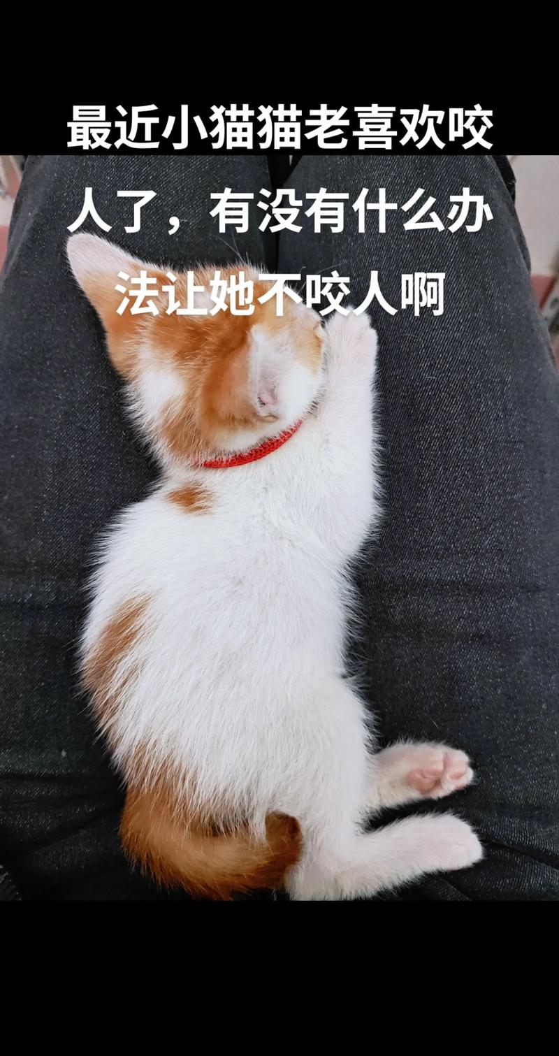 猫咪老喜欢咬人手怎么办