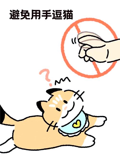 猫咪不吃饭,总是咬手,主人该怎么办呢?