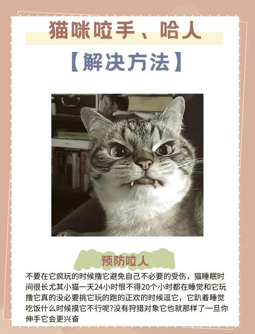 猫咪咬手怎么纠正