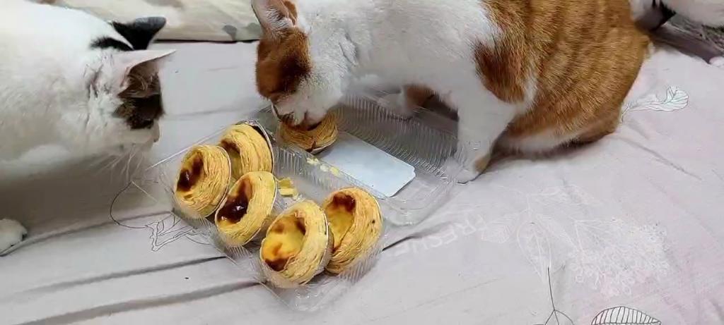 为什么我家猫这么爱吃蛋挞呢?