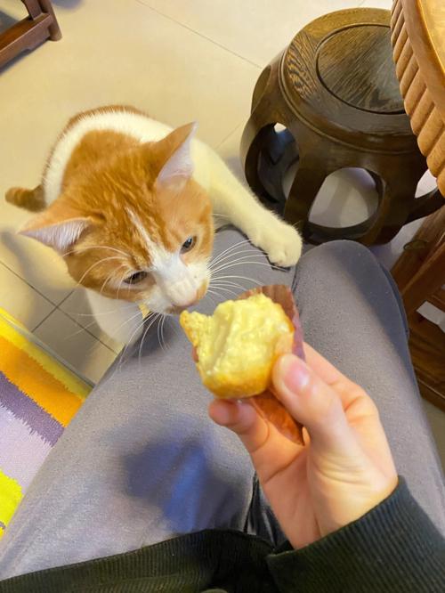 猫咪吃了生的蛋挞皮有事吗?