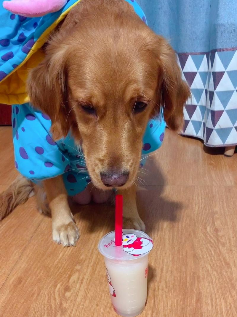 狗狗可以喝豆浆么