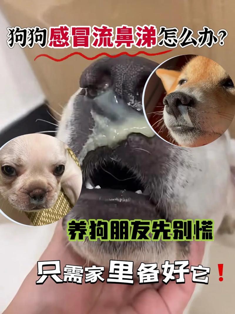 狗狗鼻塞流黄鼻涕怎么办