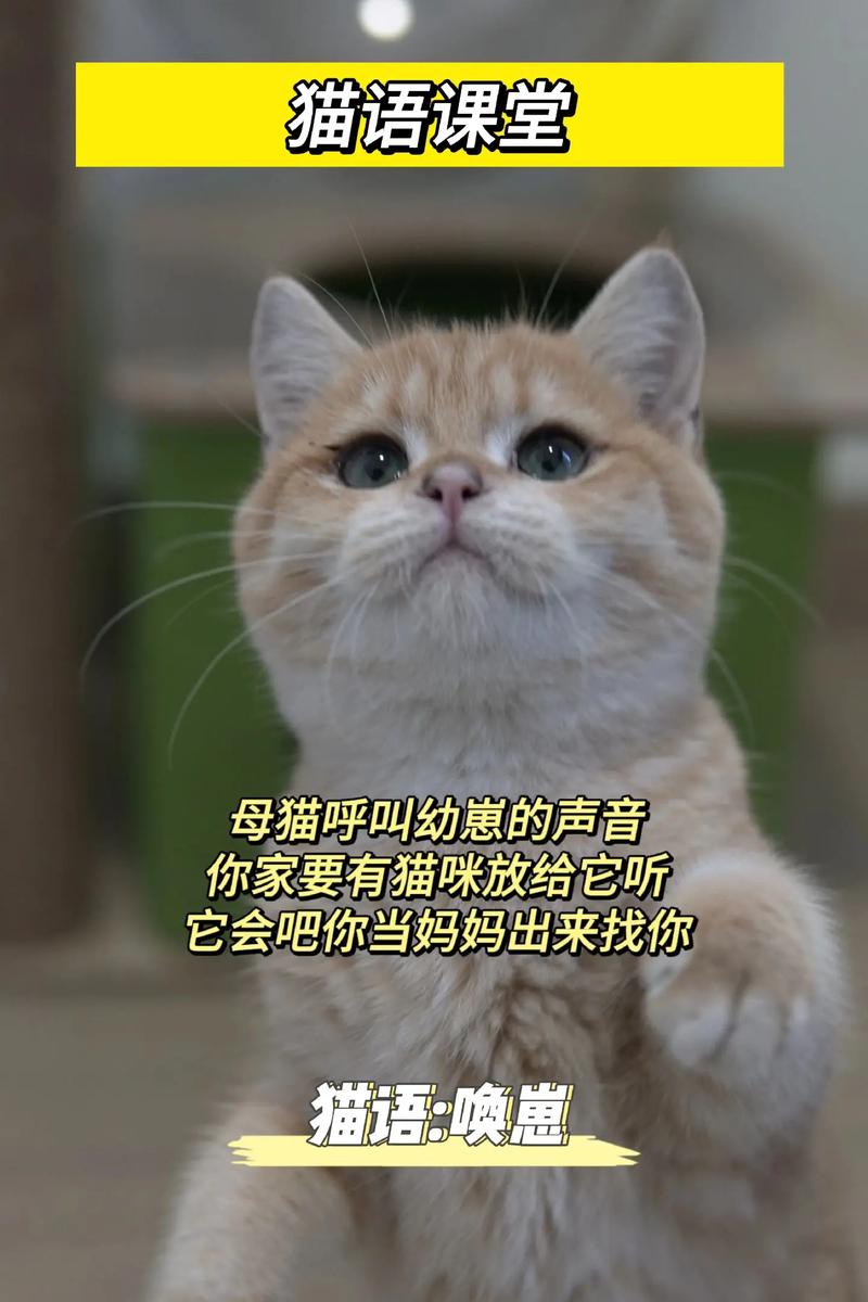 小猫小猫怎么叫