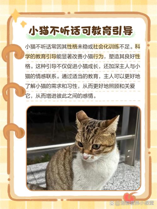小猫咪不乖怎么办