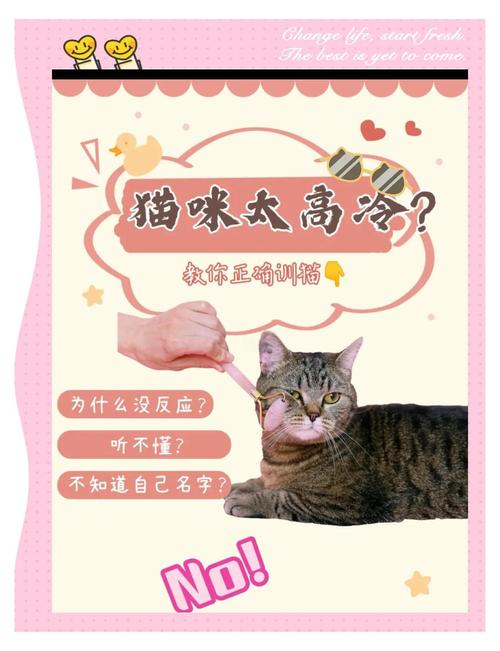 猫咪越来越不乖了该怎么训练?