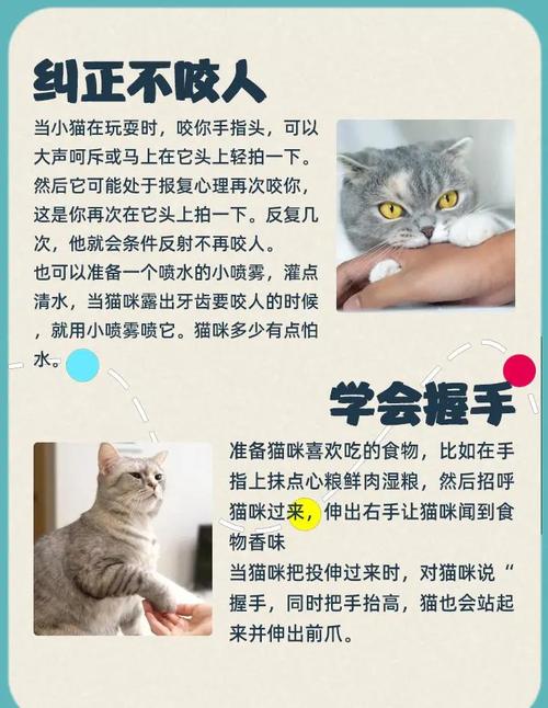 猫咪很不听话,爱咬人,打都打不出来咋办?