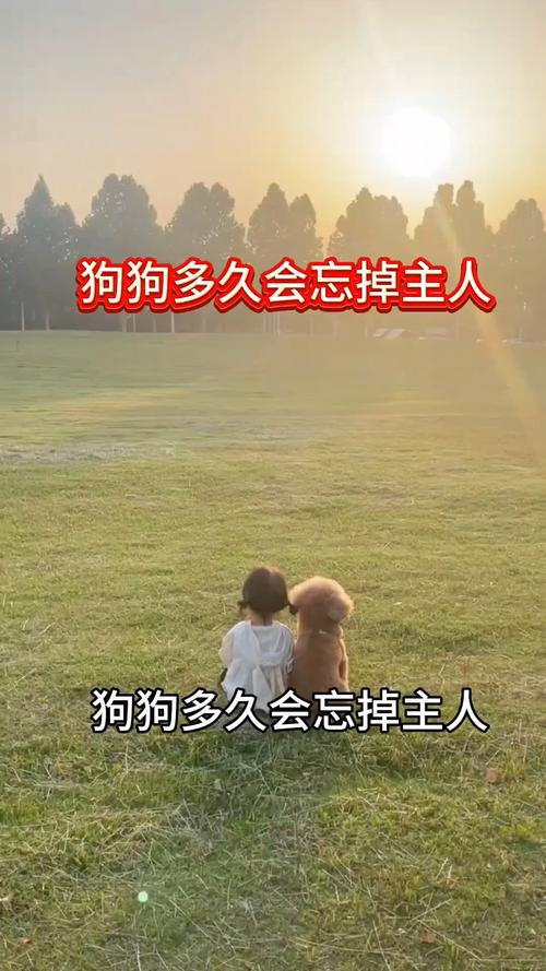 狗狗被送人了多久它才会忘记旧主人啊?