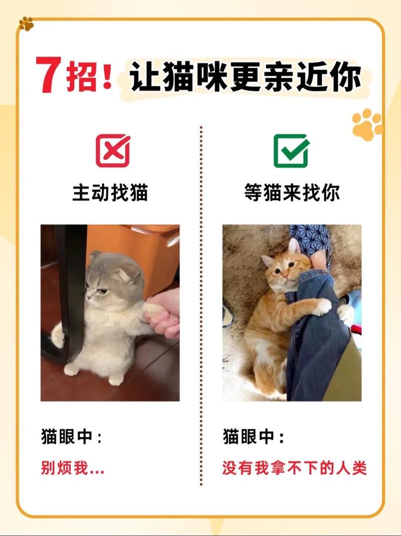 怎么和猫咪亲近