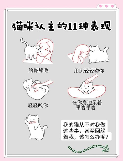 怎么让猫咪亲近自己