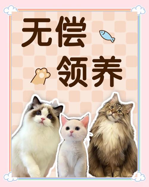 怎么让猫咪快速亲近自己