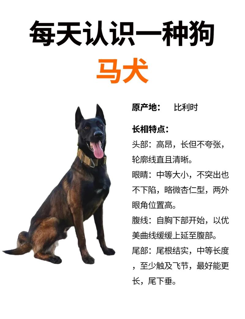 马犬狗狗名字及解析马犬名字霸气响亮点